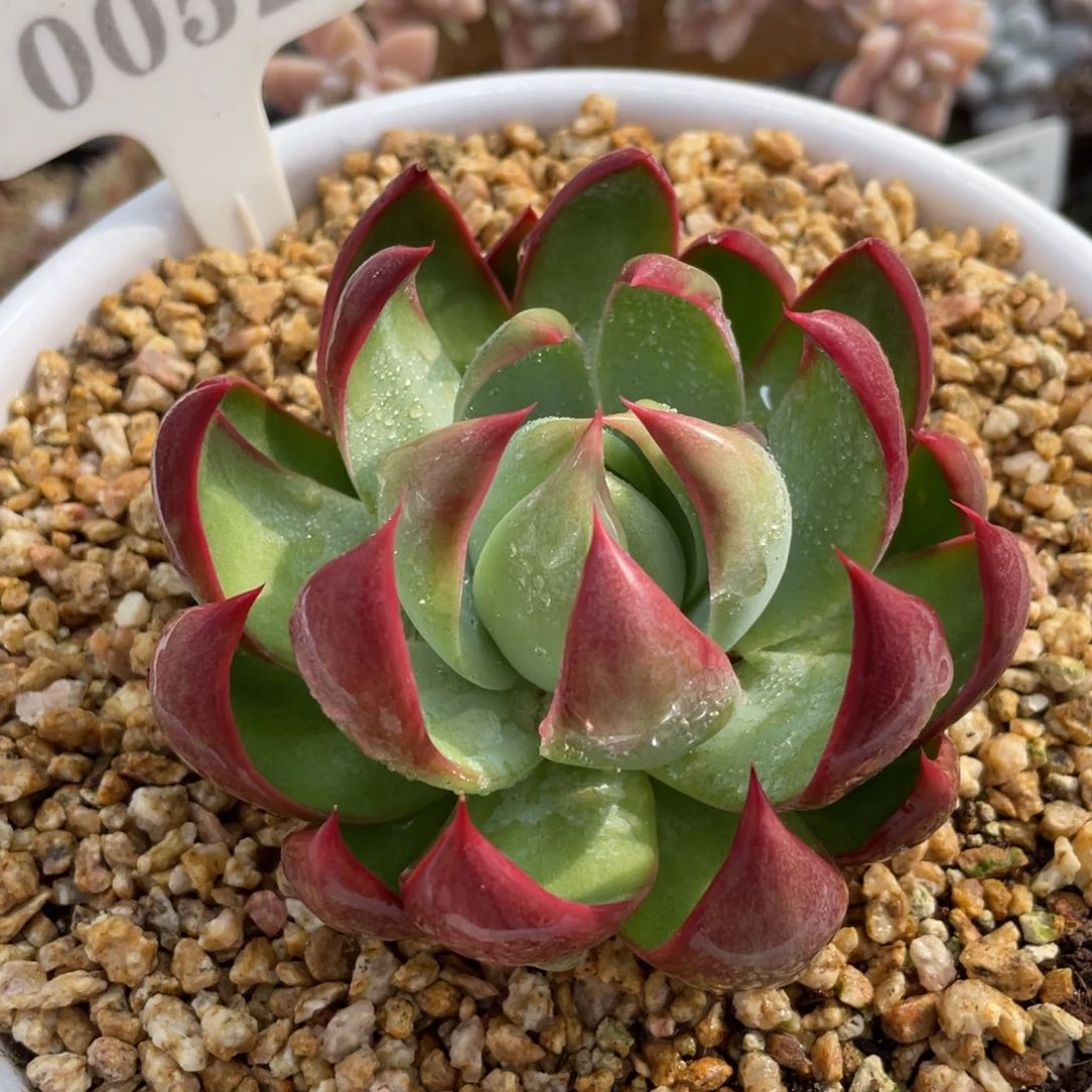 0052惊鸿不带盆9厘米