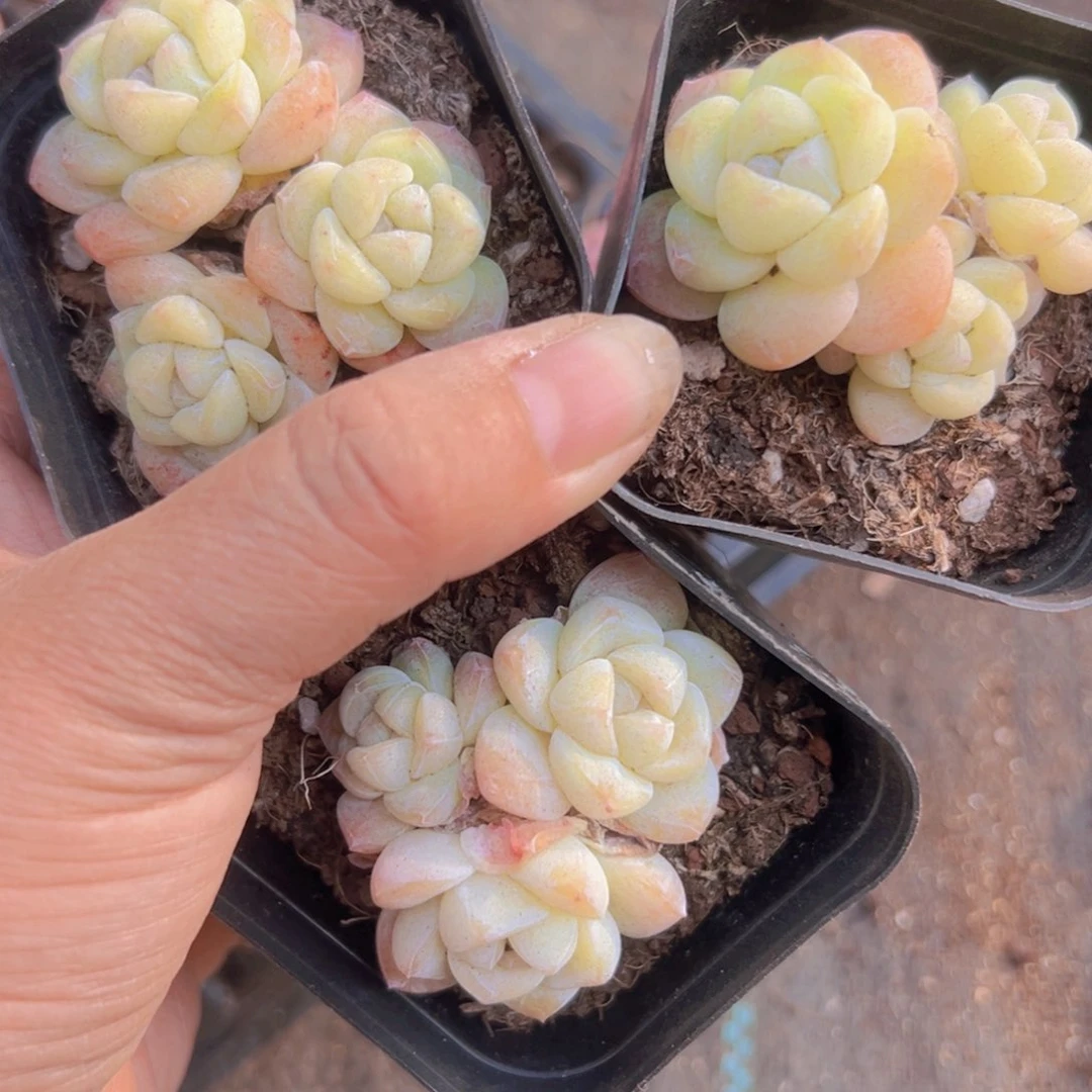 Q****.冰玉3头30颗