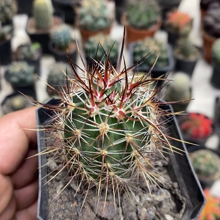 实生幻虾特价福利