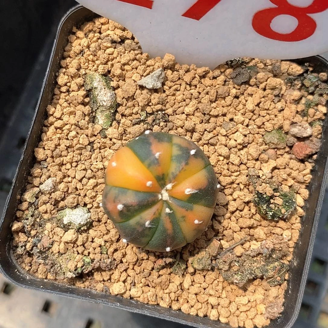 278兜锦系列福利活动