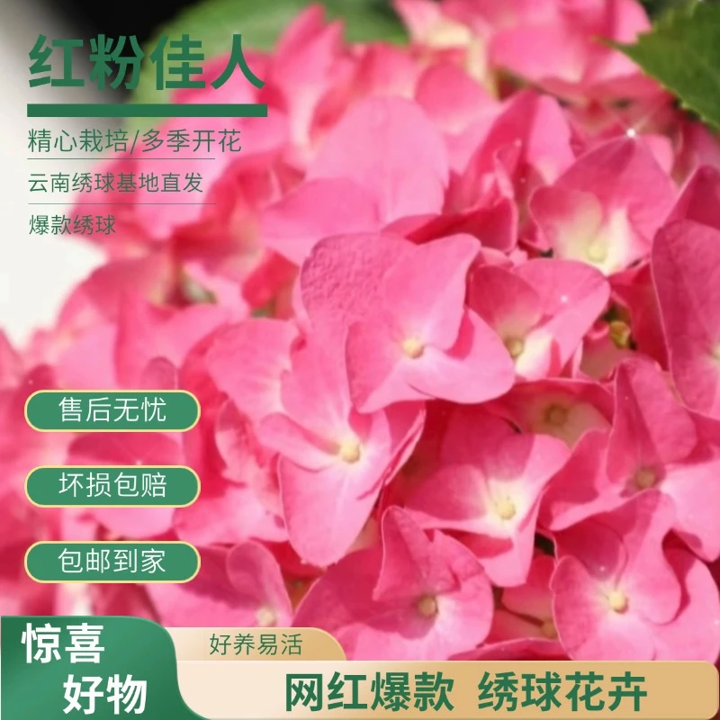【红粉佳人】粉色绣球 拍一发二  8个花头起发 带花带花苞 爆销热款