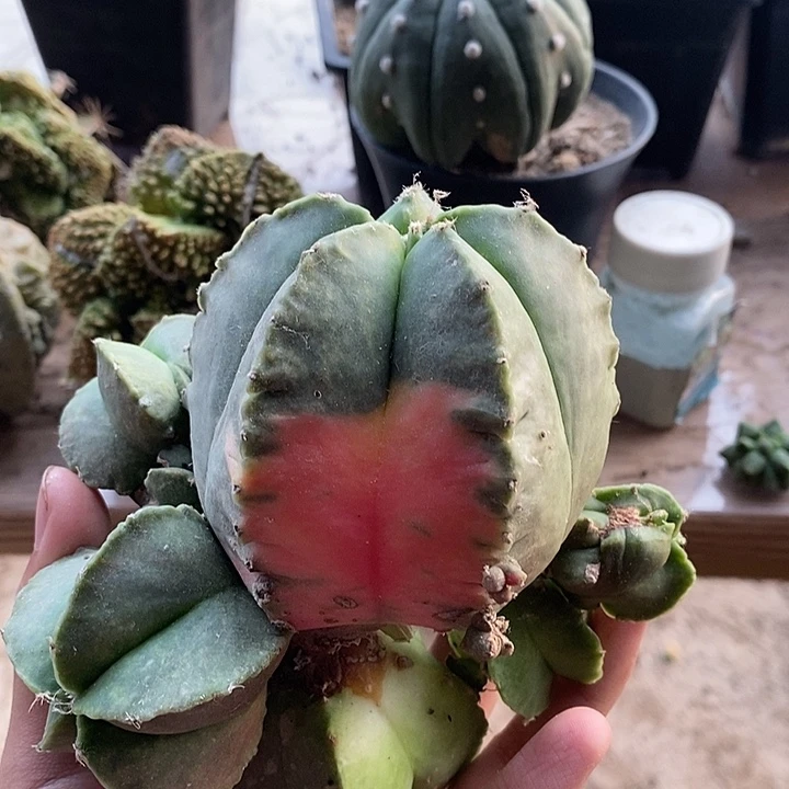 落地无根鸾凤玉锦群