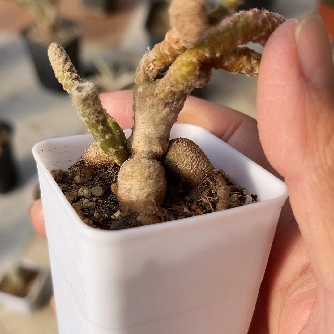 帽子团扇块根一物一拍