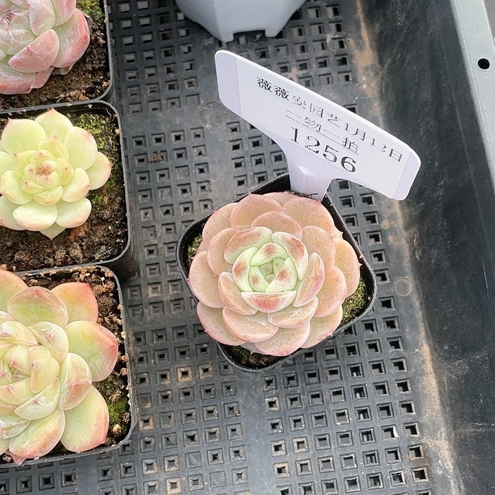 薇薇安园艺多肉1256