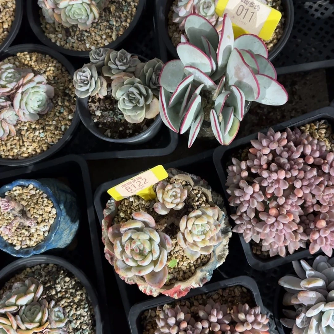 ****️多肉，植物橙子白眉