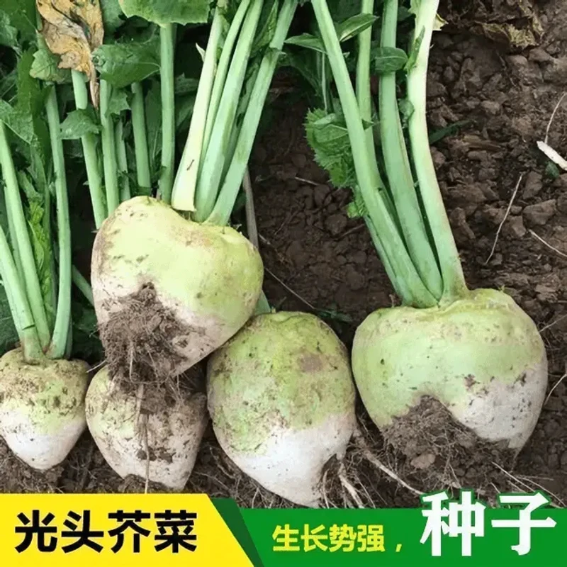 光头芥菜种子辣疙瘩大头圆头芥菜种籽大腌咸菜春秋播辣菜蔬菜种孑