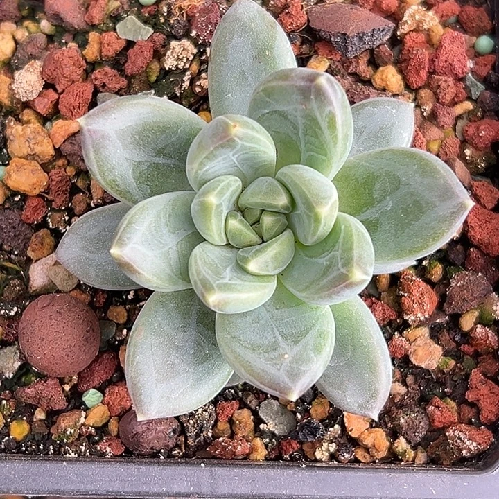 美人特价一物一拍