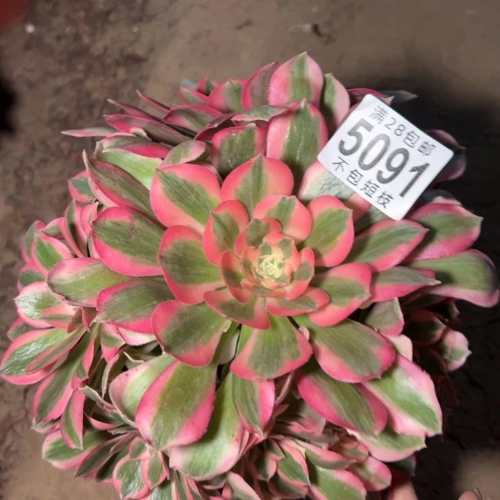 7彩石多肉植物法师5091