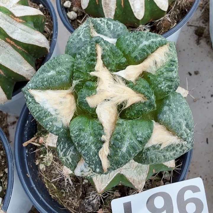 无花朵961大尤龟甲牡丹西一