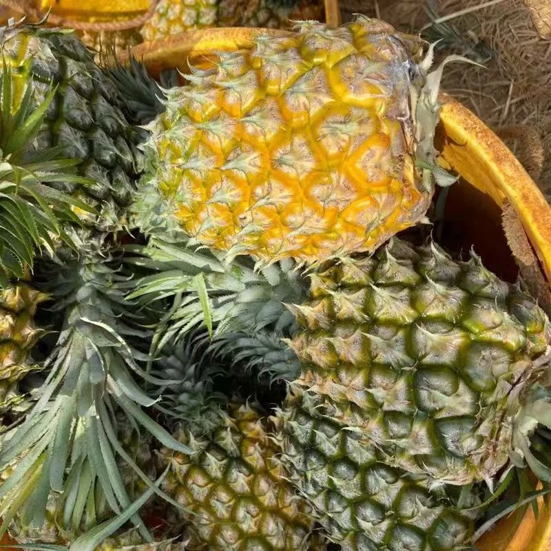 云南菠萝非海南金钻凤梨脆蜜黑钻凤梨现货发售产地直发新鲜现摘