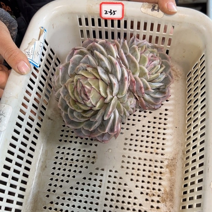 用***8精品多肉植物老桩