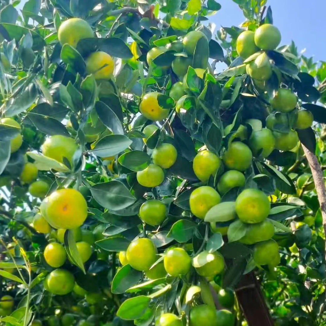 贵州农村老树土橘子小时候的味道微酸孕妇水果皮薄肉厚现摘现发