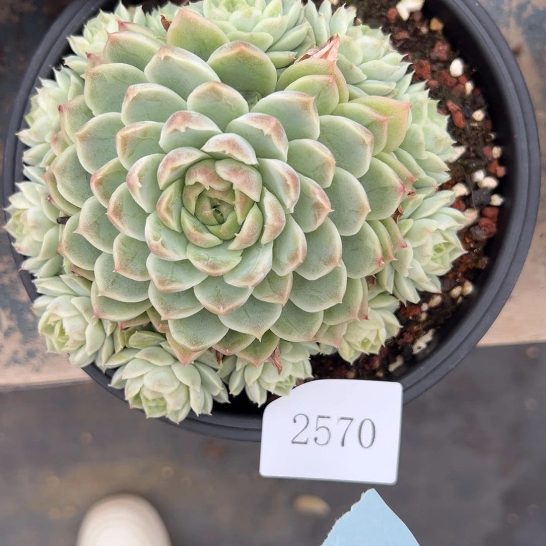 霖*月2570肉肉肉肉肉肉肉