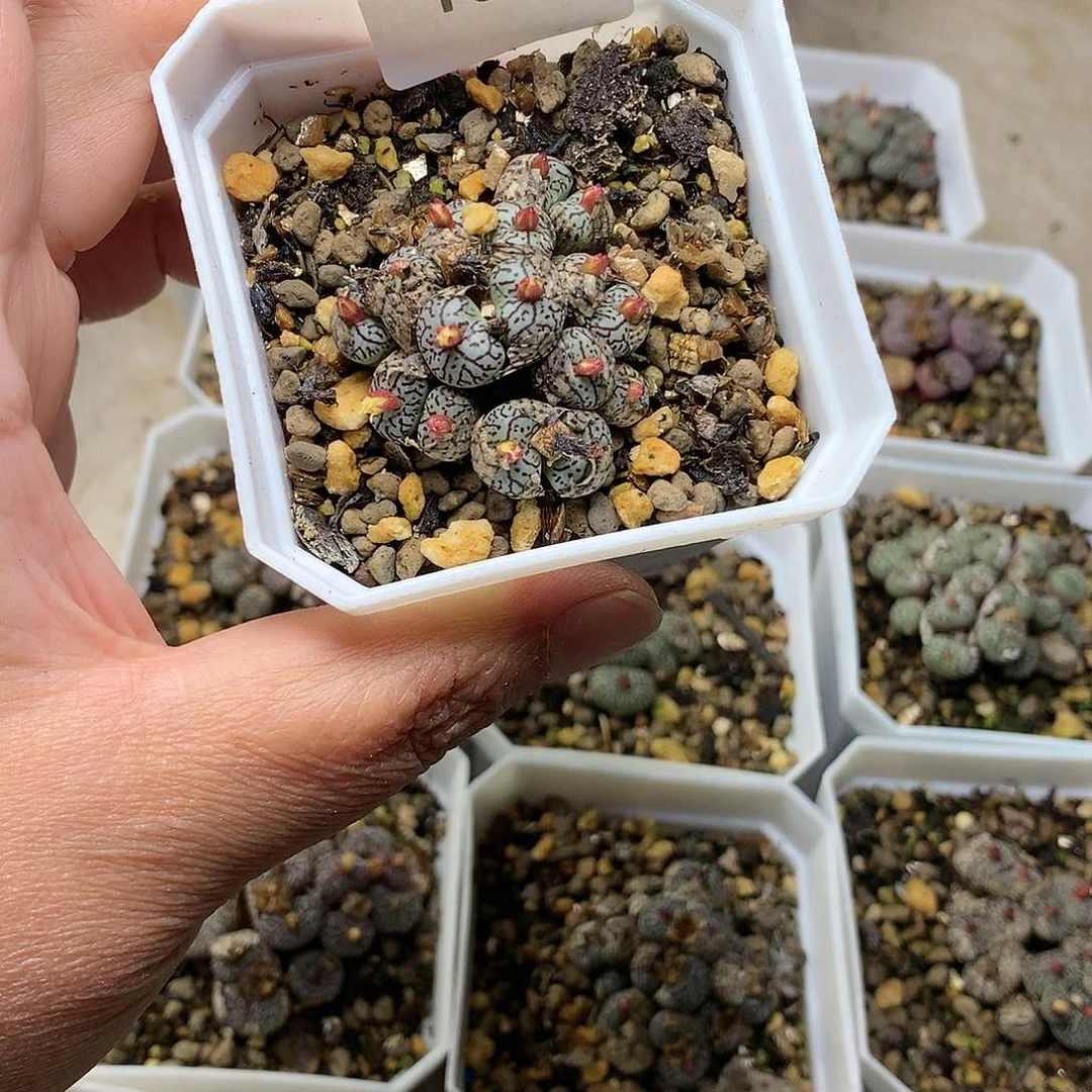 雪*T58多肉植物保护研究所