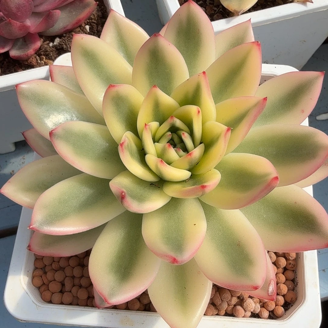 东云锦，多肉植物。