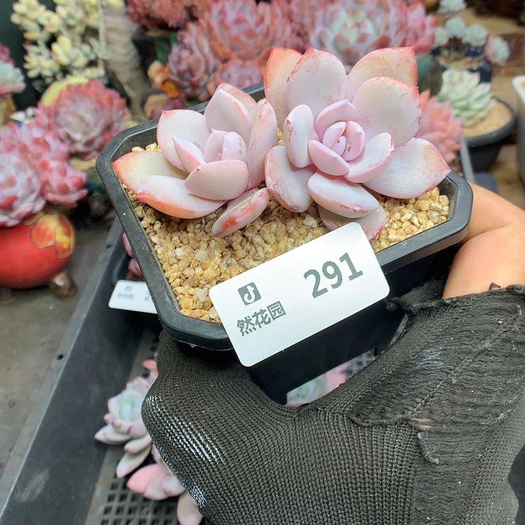 291奶茶多肉植物6666