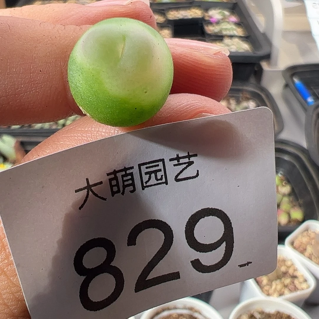 一物一拍。   微瑕福利829