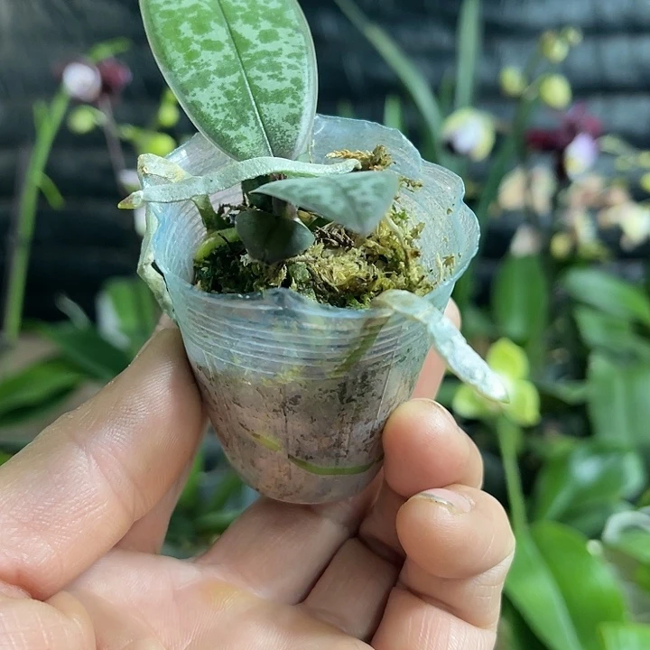 当前无花栽培后可以开花1.7西雷利678