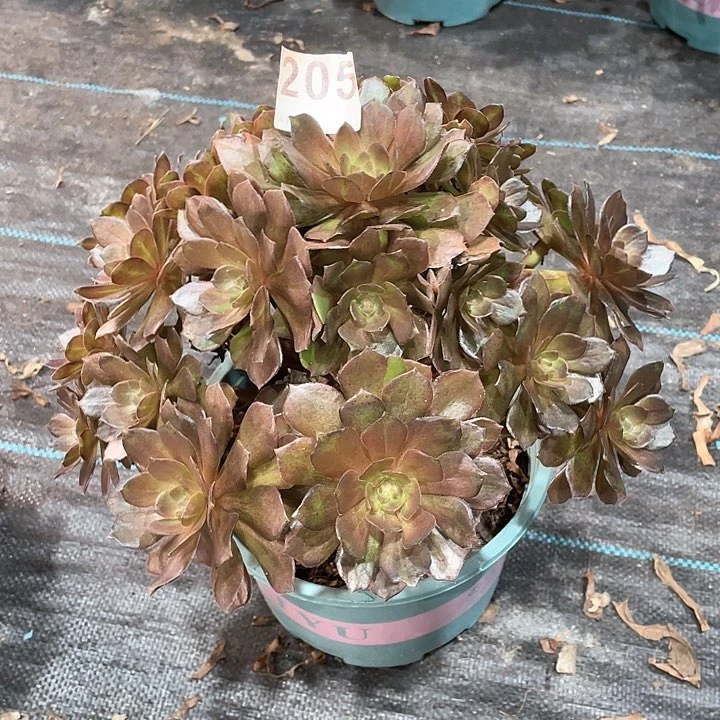 花无缺205   冠幅25