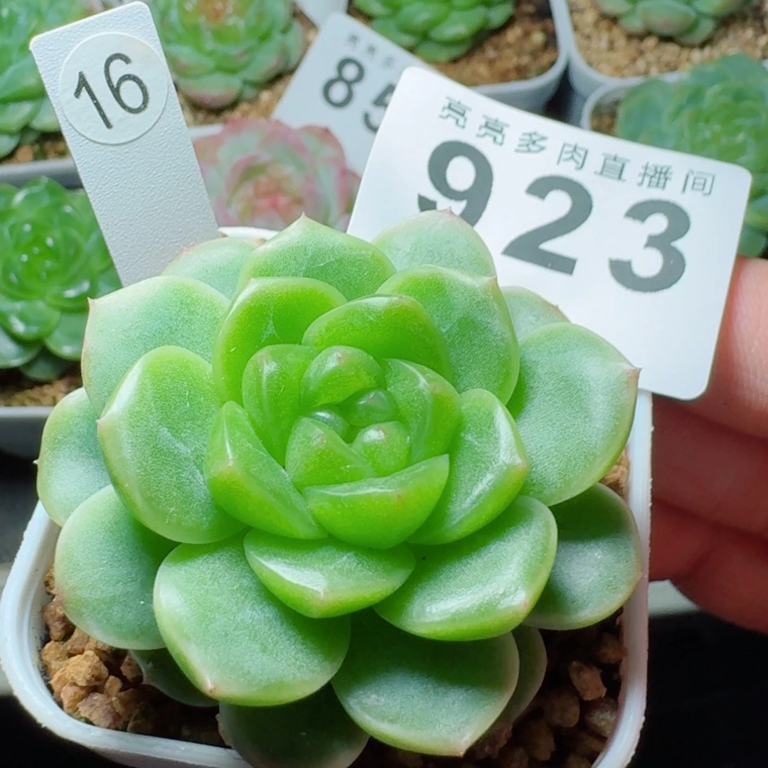 绿体财富            精美多肉植物