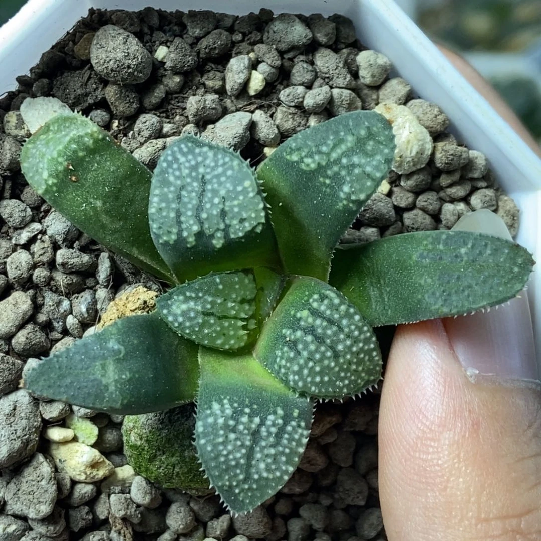 绿皮春花点点寿一物一拍