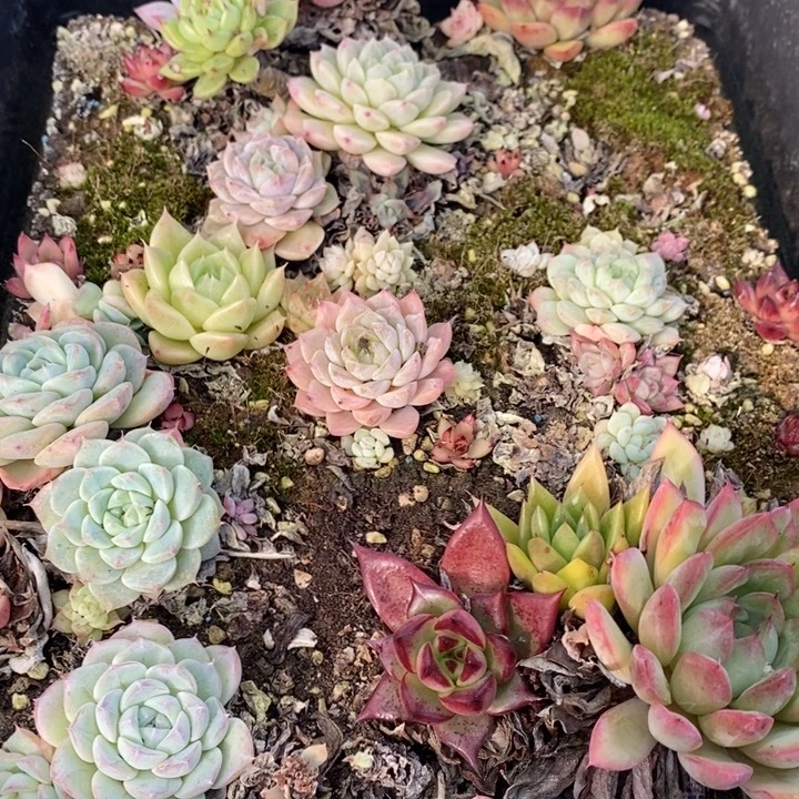 160 多肉植物盆栽花卉