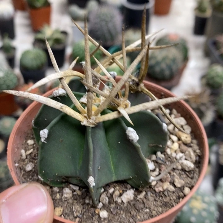 实生水牛角特价福利2