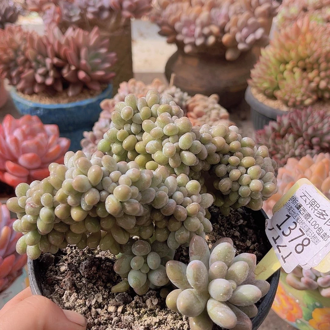 1378汤圆缀多肉植物