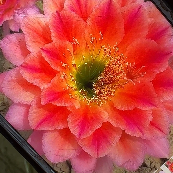 加强立夏侧芽5公分毛花柱容易掉刺