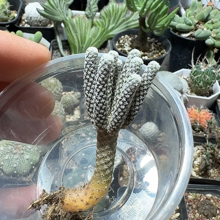苗***子562mini牧师脱土发货
