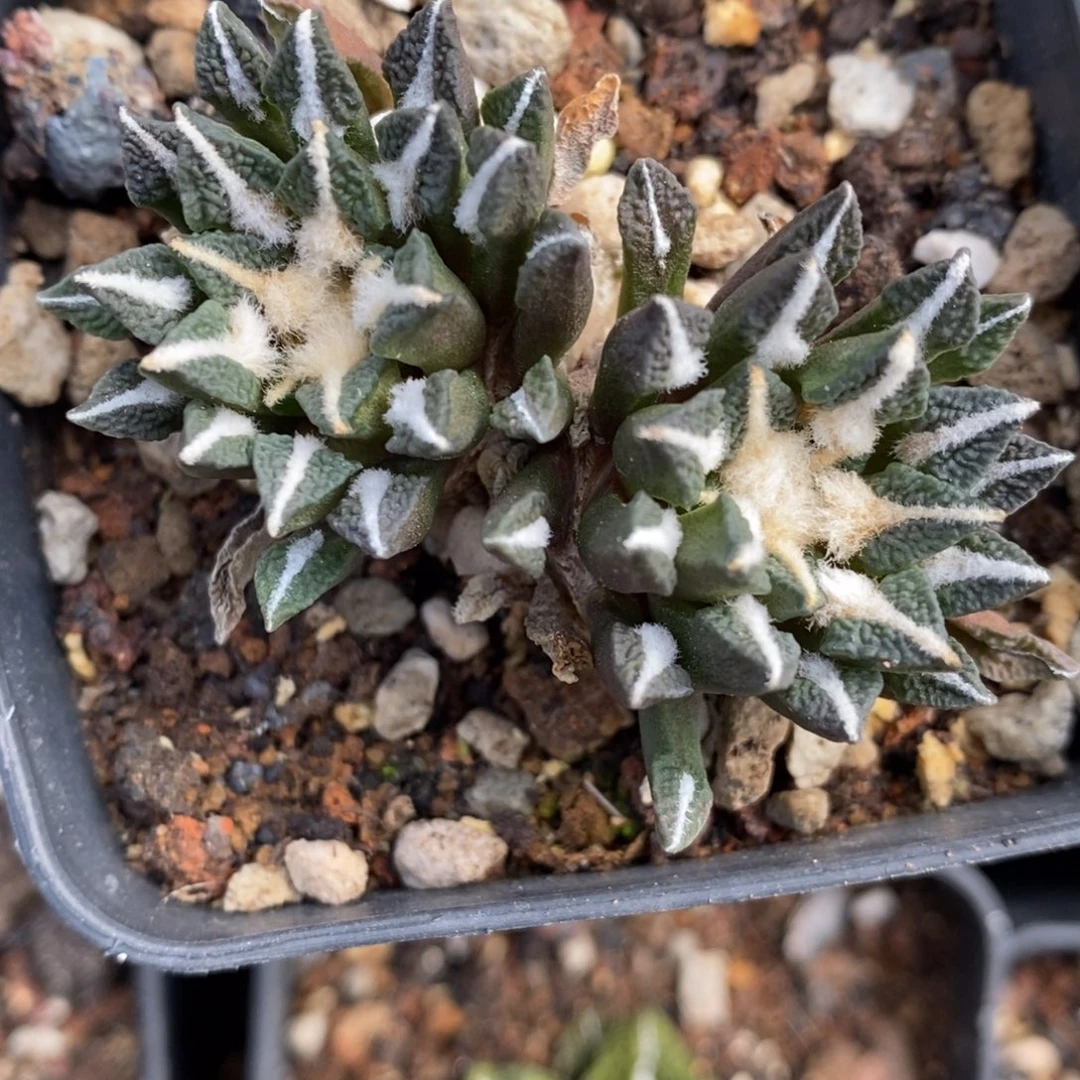 自根双头黑福利福利