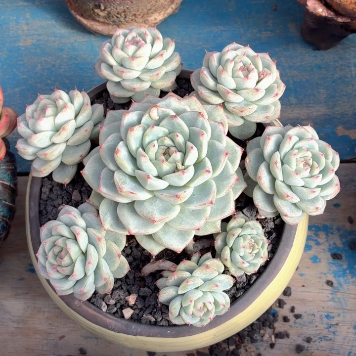 多肉植物 杂一物一拍-4