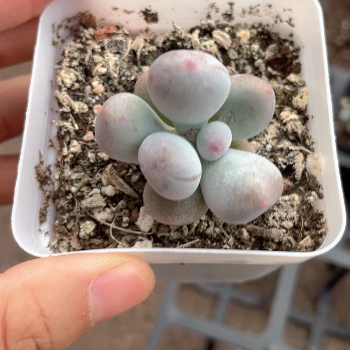 米可单头随机发满18包邮