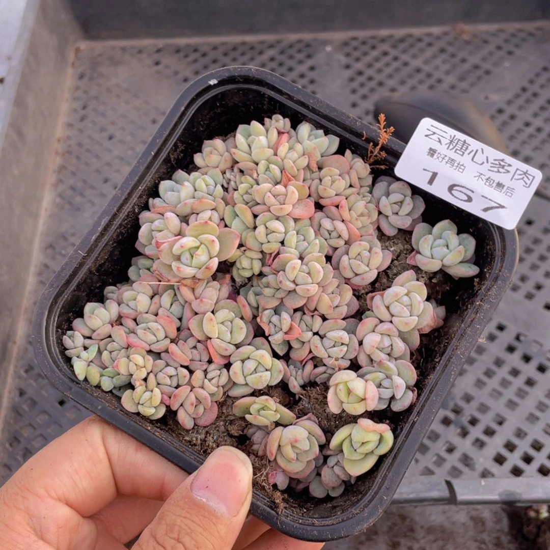 云糖心多肉植物167
