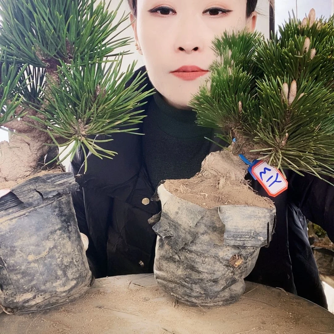 无花朵植物形态多年生草本