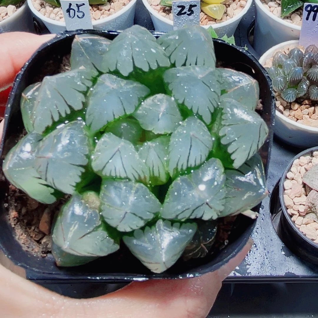 水晶玉露多肉植物66666