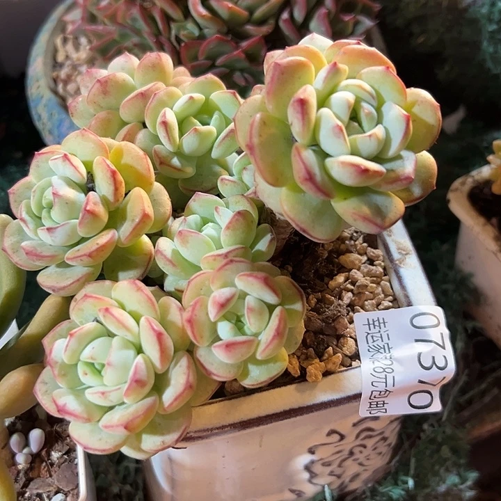 幸运的是我还没遇到你