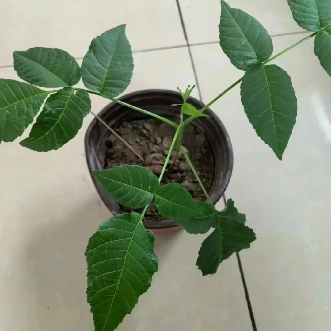 蛤蟆头文玩核桃盆栽（带绿叶）第二年结果，死了补发