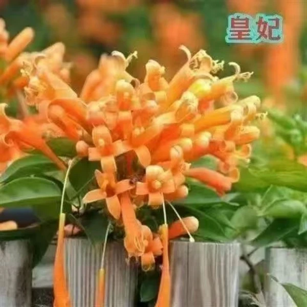 【庭院围墙爆款浓香型】炮仗花大苗四季长青长藤懒人室内外鞭炮花卉