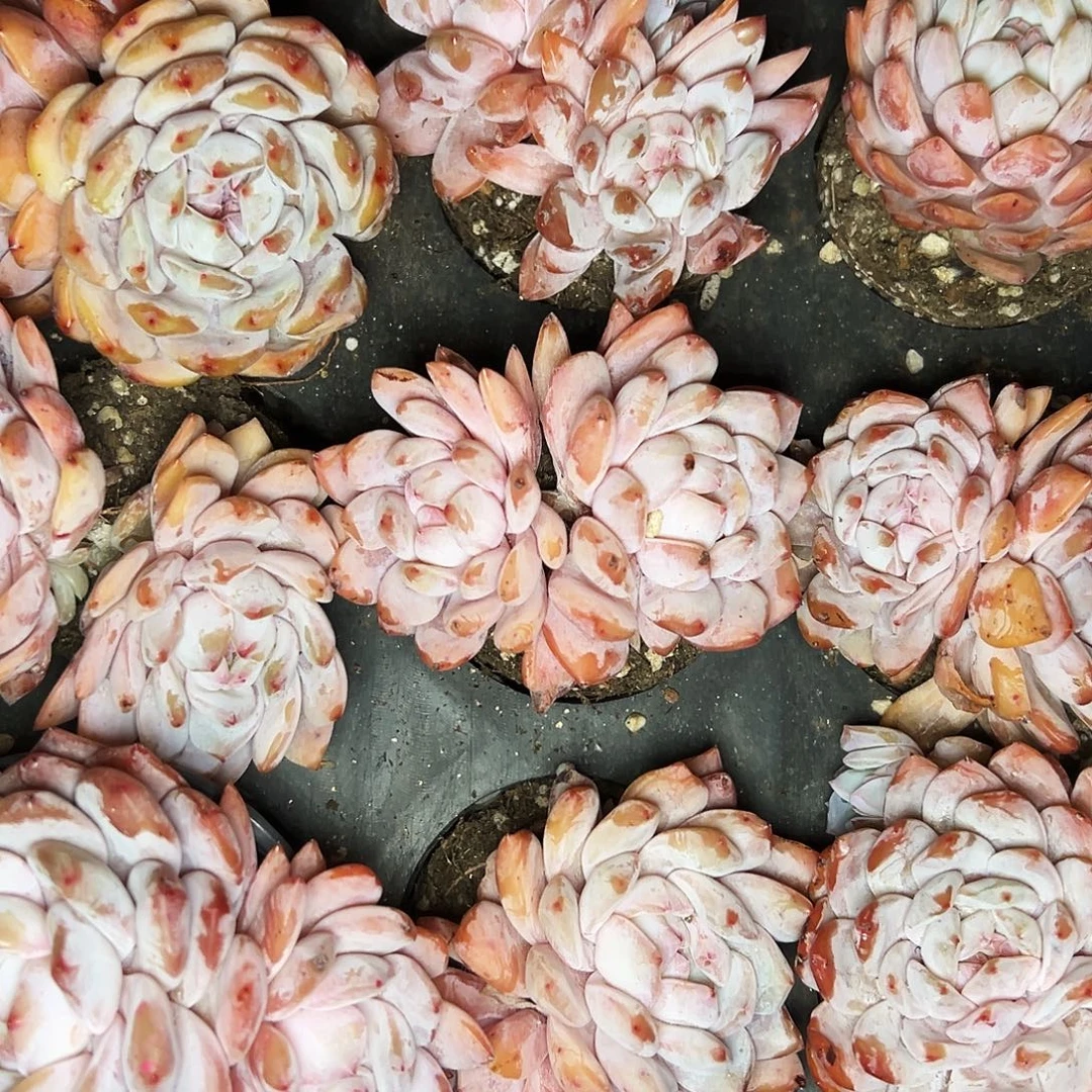 多肉植物橙梦露搭