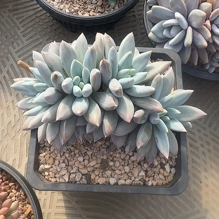 浙江老字号寄养哥特萝莉