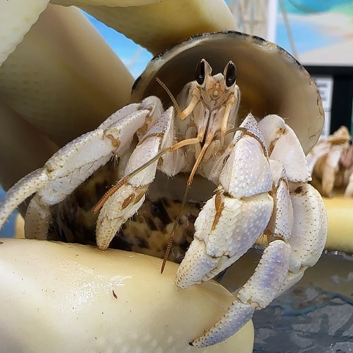 A43灰白2.0cm口径