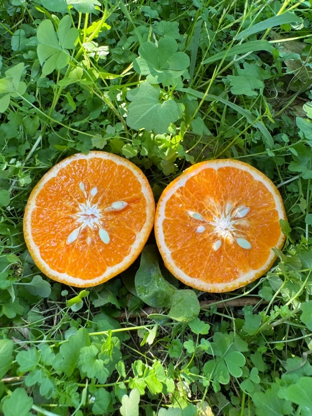 云南高山沃柑新鲜多汁橘子香甜可口孕妇水果