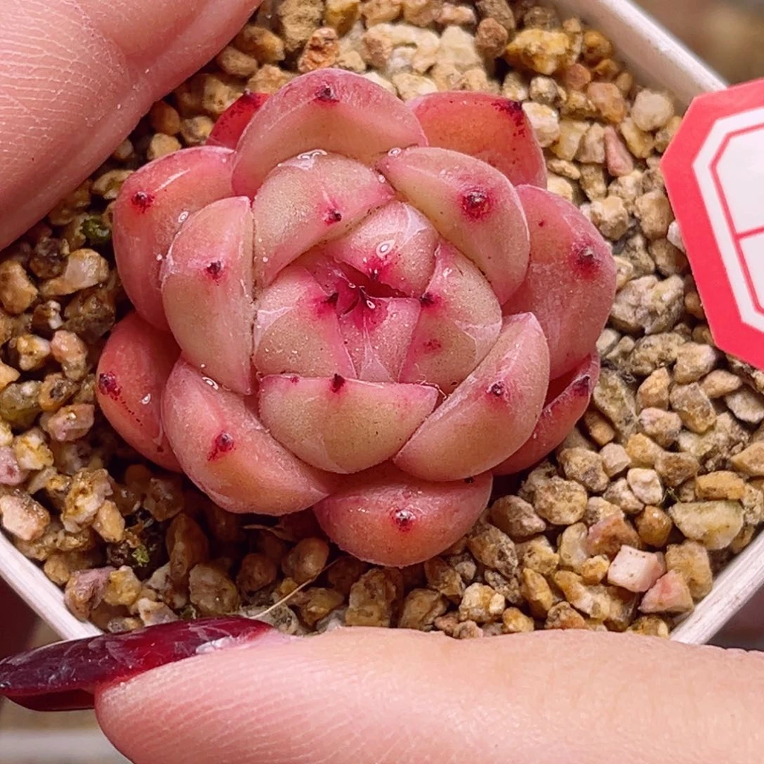 H327 一物一拍 孤品珍妮