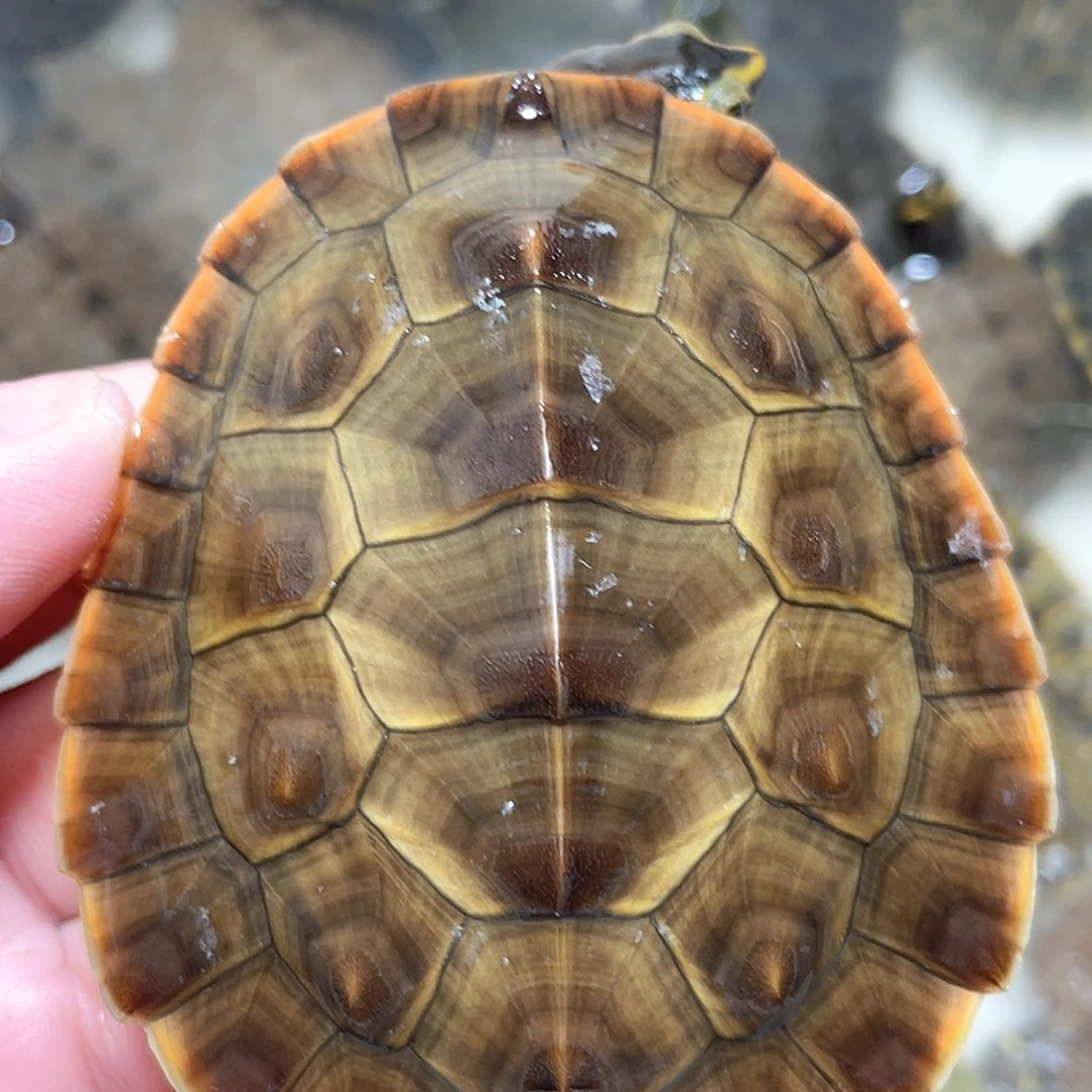 宠物龟不分公母7.9