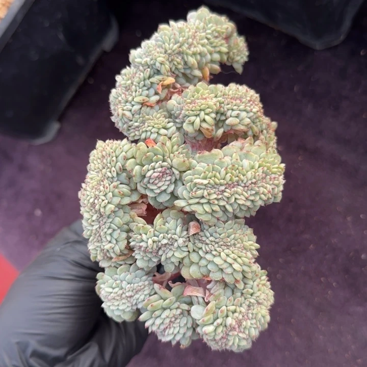 14厘米左右一物一拍的