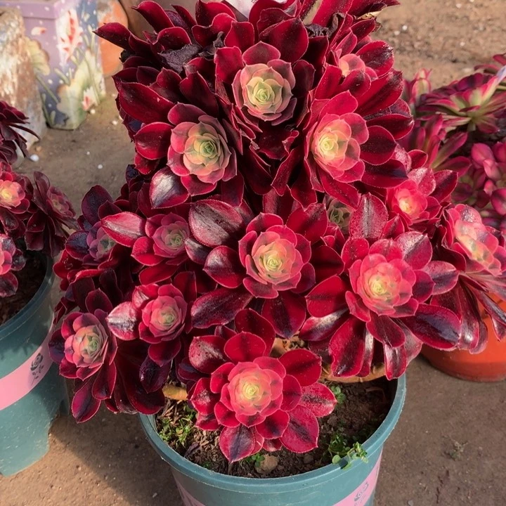 徐*妹1496美杜莎多肉植物