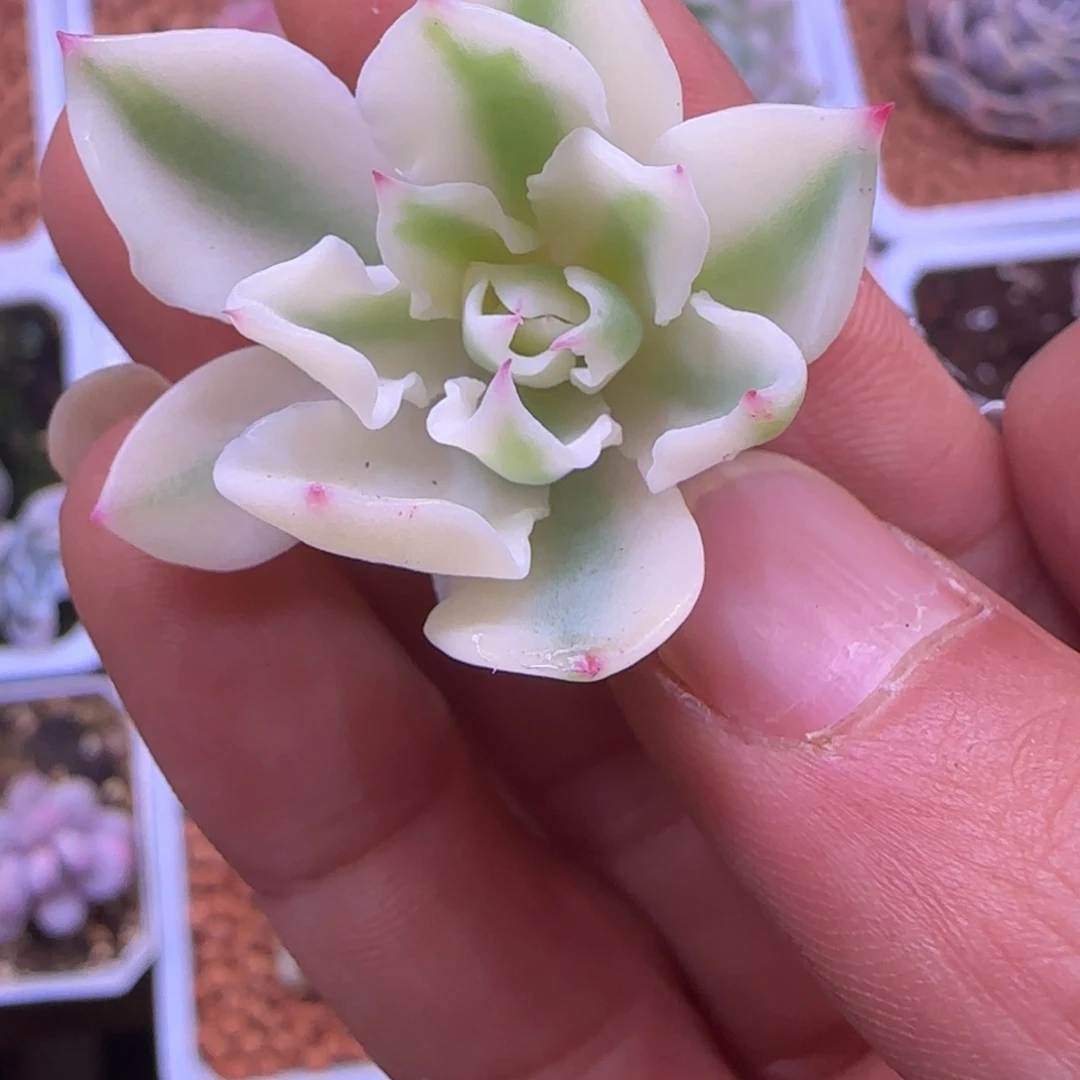 超*杰超级杰 多肉植物