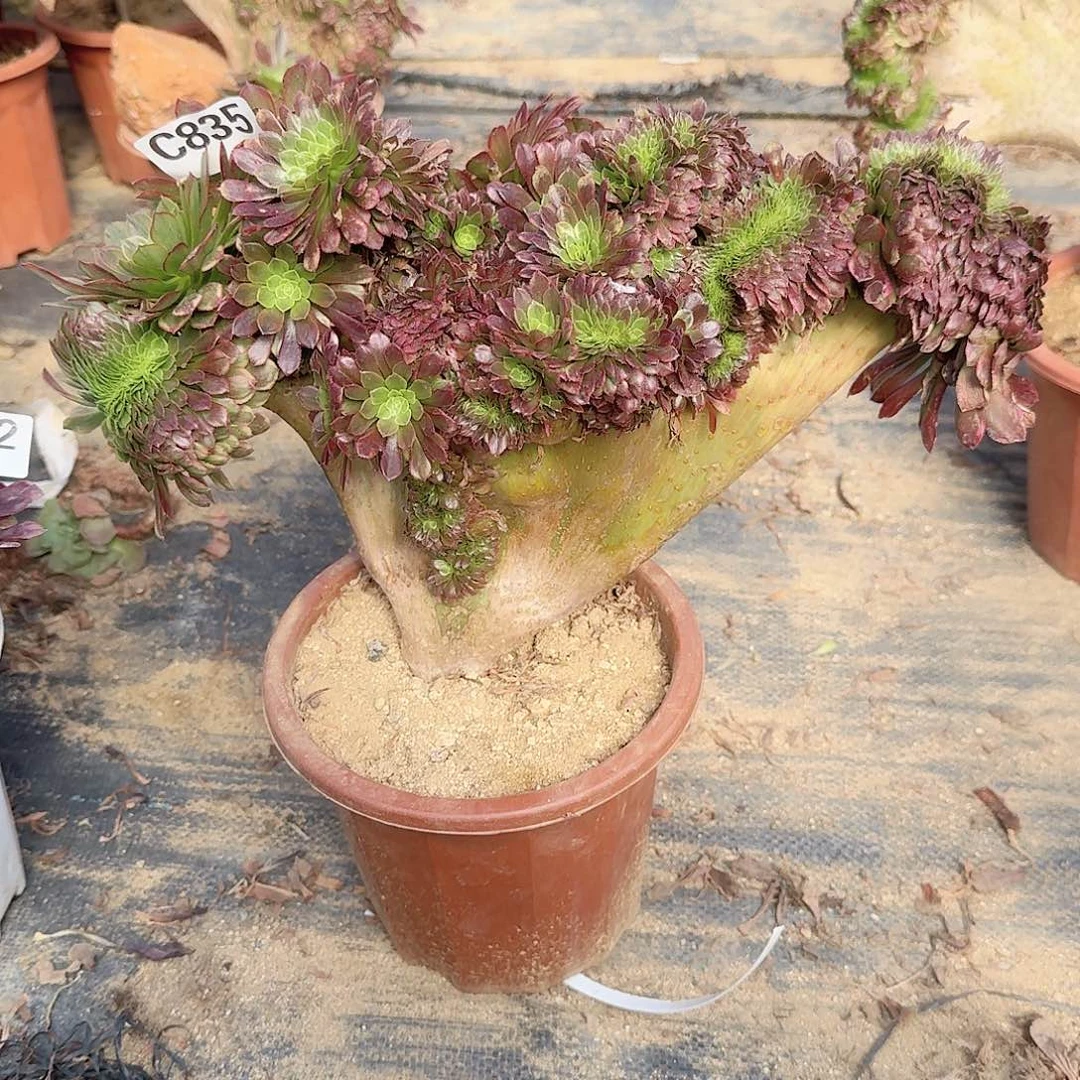 路*835嘉年华一颗有飘枝伤10级灯牌福利减58的