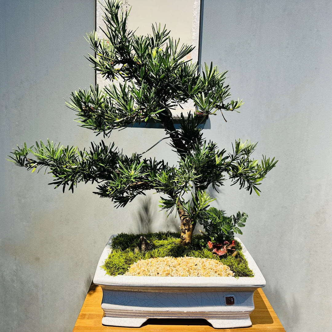 ZF造型老桩罗汉松+冰裂纹四方盆+接水盘